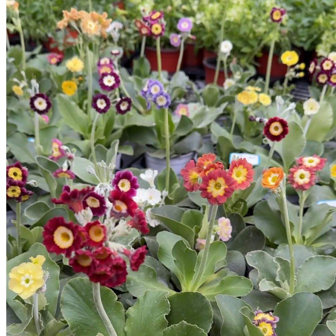 耳叶报春盆栽苗阳台室内花园植物