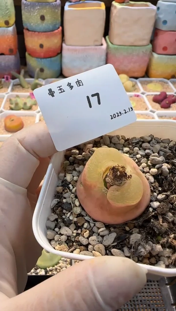 【闪购商品】25.2.15-17