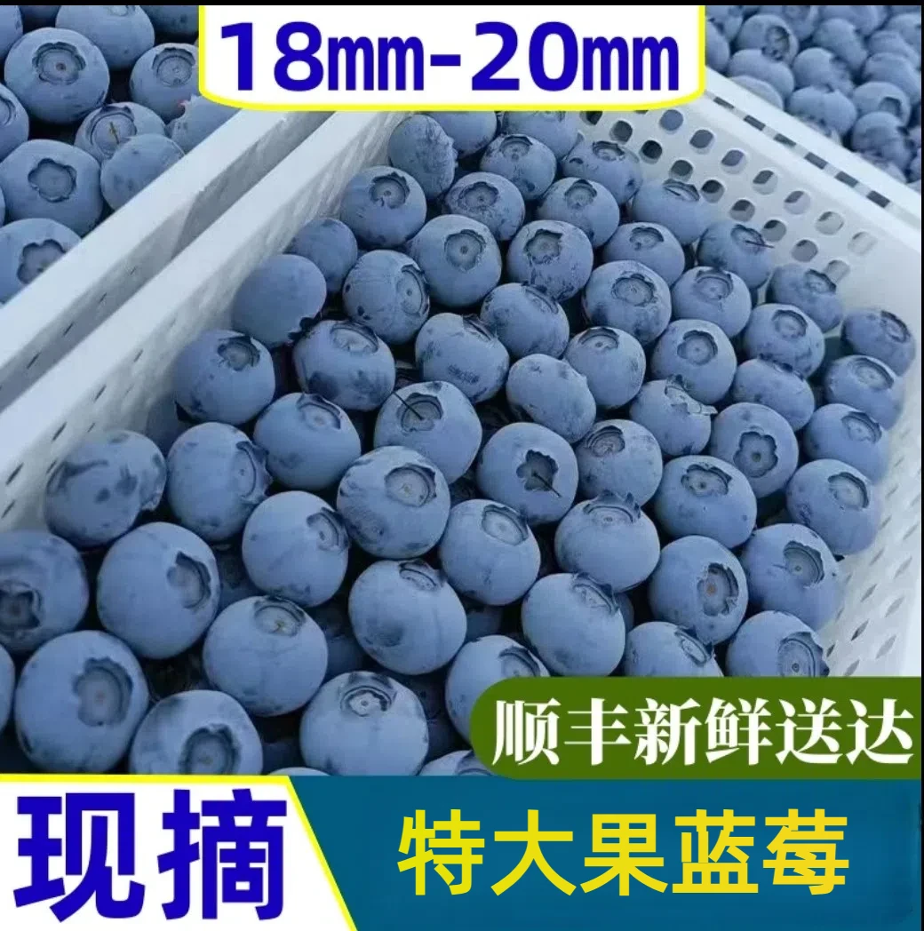 【特大4盒】蓝莓18+净重1斤精选新鲜营养天然爽口多汁