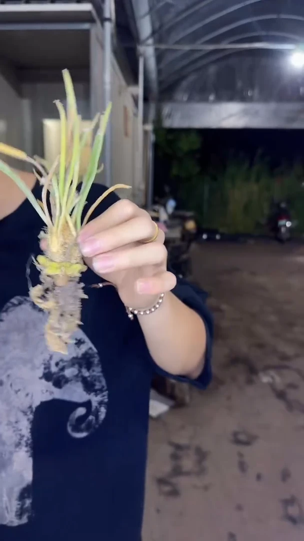 美杜莎【嫁接】无刺王冠龙