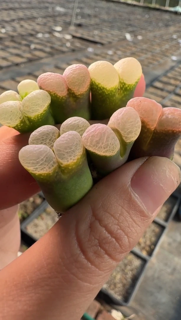 70多肉植物肉锥粉樱一颗
