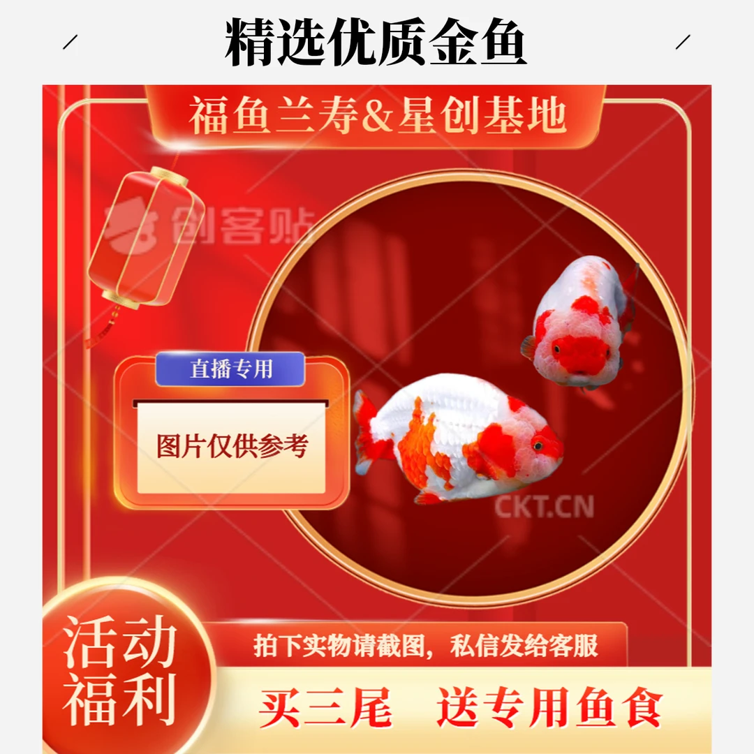 双11兰寿福鱼入冬养鱼指南都市萌宠养生齐鳃红鳍奶牛娃娃脸的金鱼