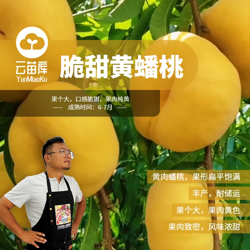 脆甜黄蟠桃28*17容器苗6月熟成花坐果率高糖度16+原土原盆发货