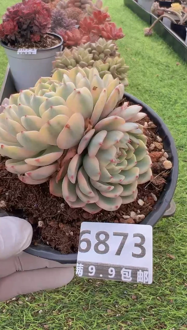 【闪购商品】信福多肉一物一拍