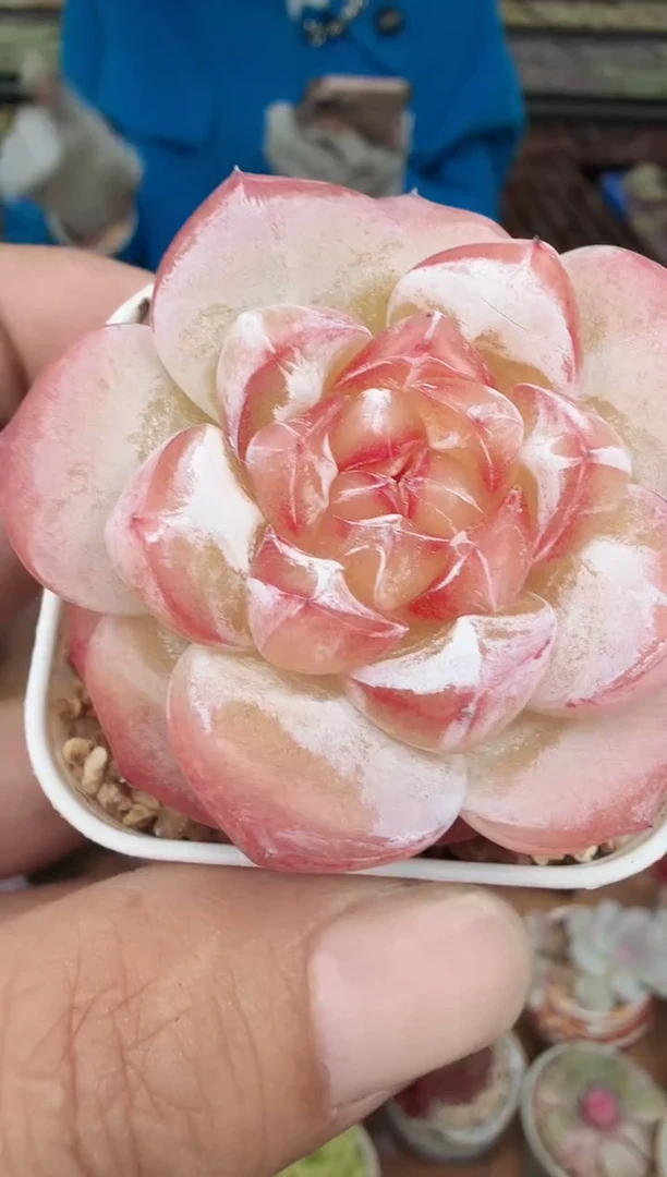 东云多肉园新款-64