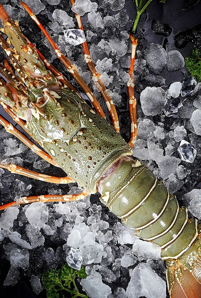 （1-1.2斤）东山岛海捕小青龙虾鲜活冷冻顺丰包新鲜到家