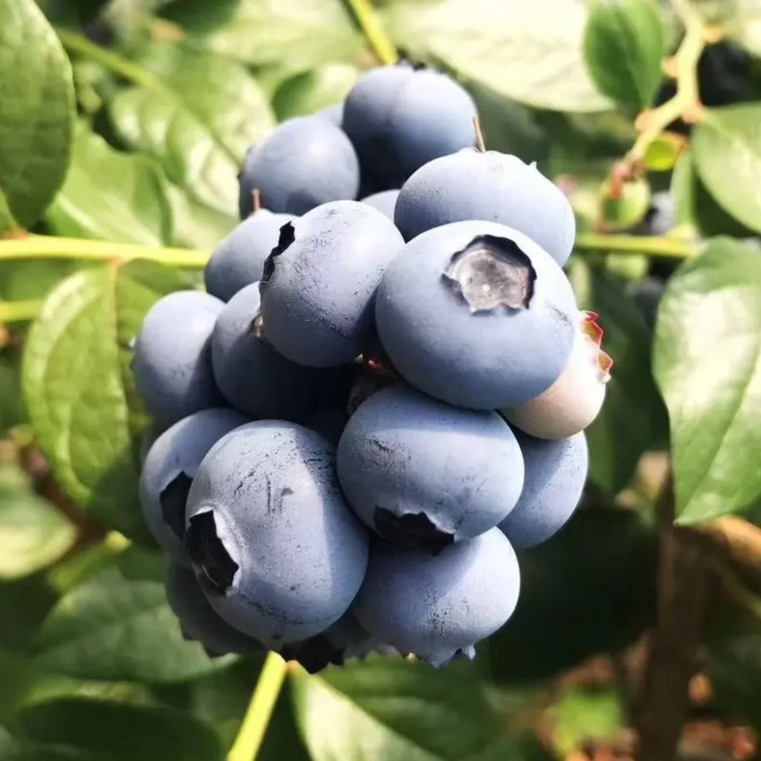 【超大巨无霸】18-23mm 花香蓝莓 现摘现发 100g/盒 12盒 顺丰/京东