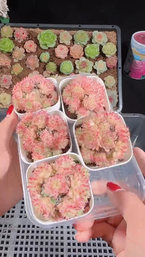 1115-236福利2号量拍任意一科群生不包整