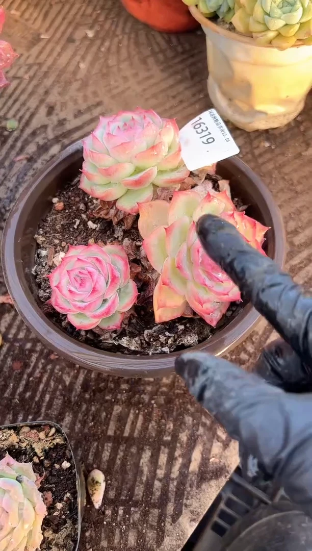 正*意多肉植物一物一拍16319