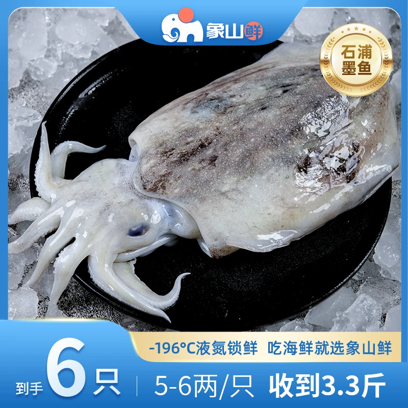 象山鲜东海野生海捕大墨鱼液氮锁鲜5-6两石浦码头直发包邮到手6只