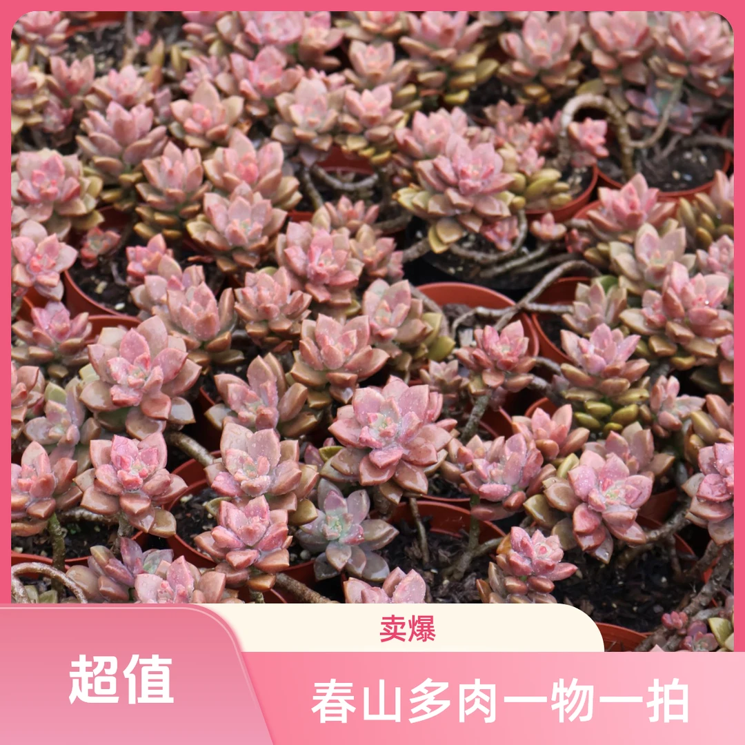 姬胧月老桩多肉装箱一物一拍（不售后）