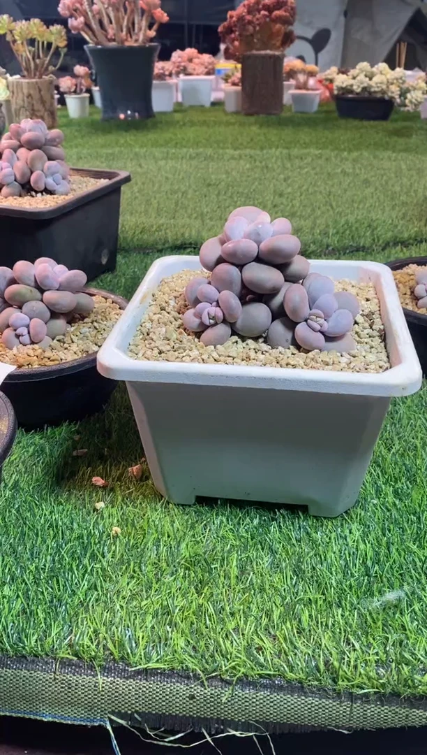 【闪购商品】0717a