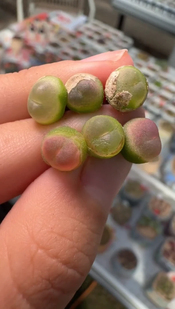 201多肉植物肉锥拉登杂一颗