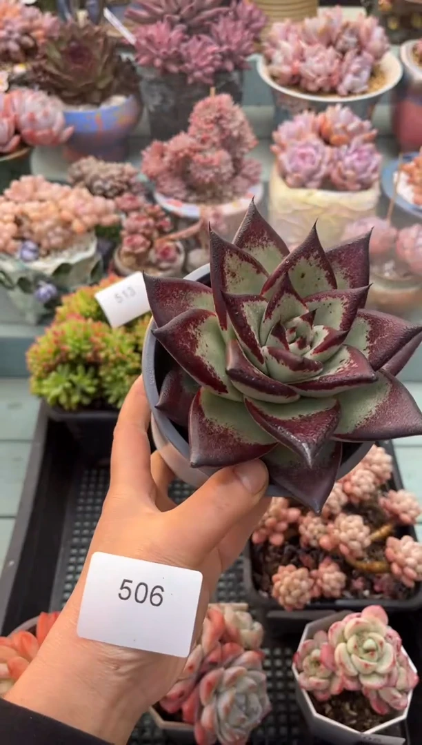 506单头乌木多肉