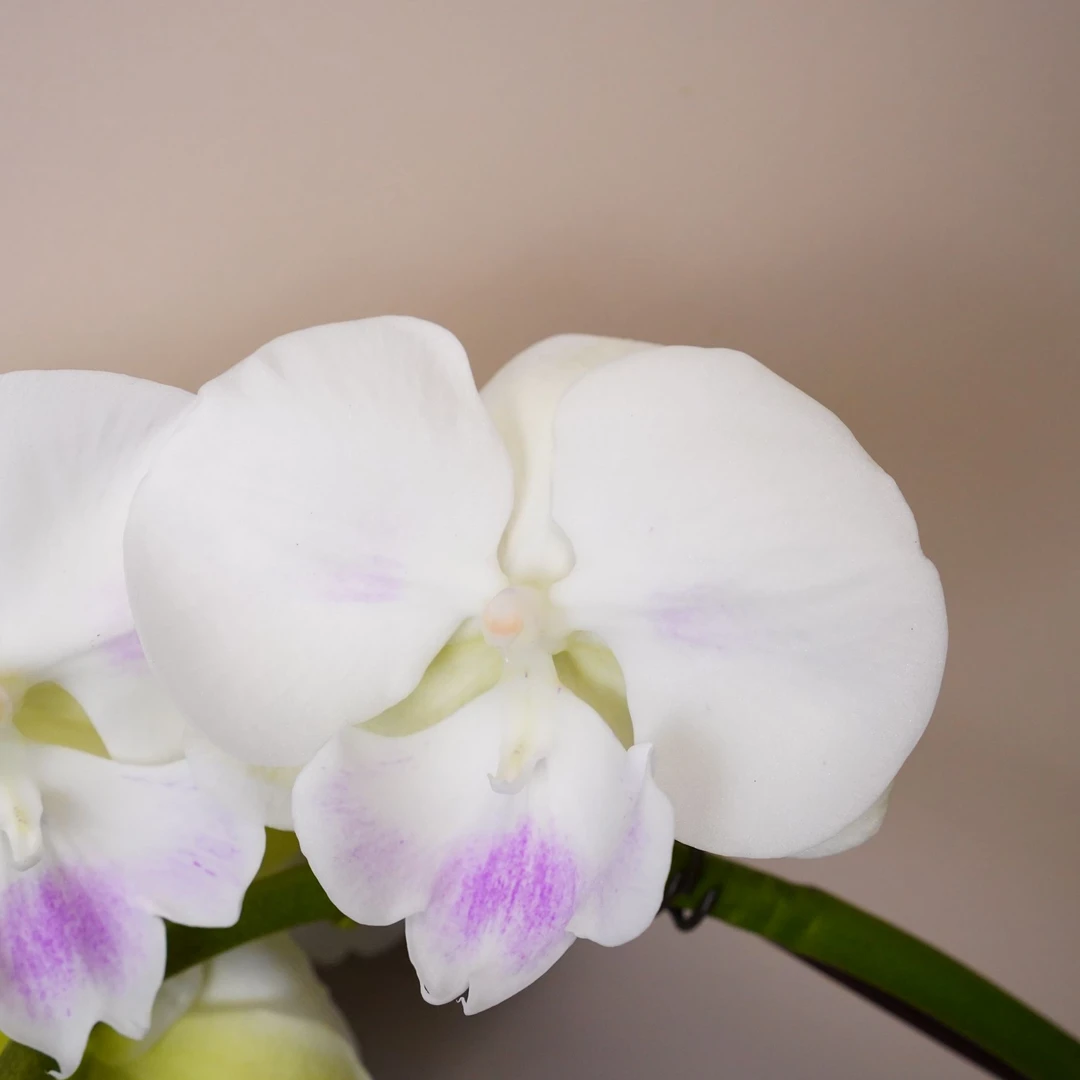 繁星里蝴蝶兰【月光宝盒】全花 开花珠发货