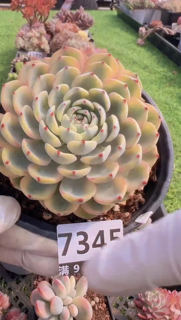 【闪购商品】信福多肉一物一拍