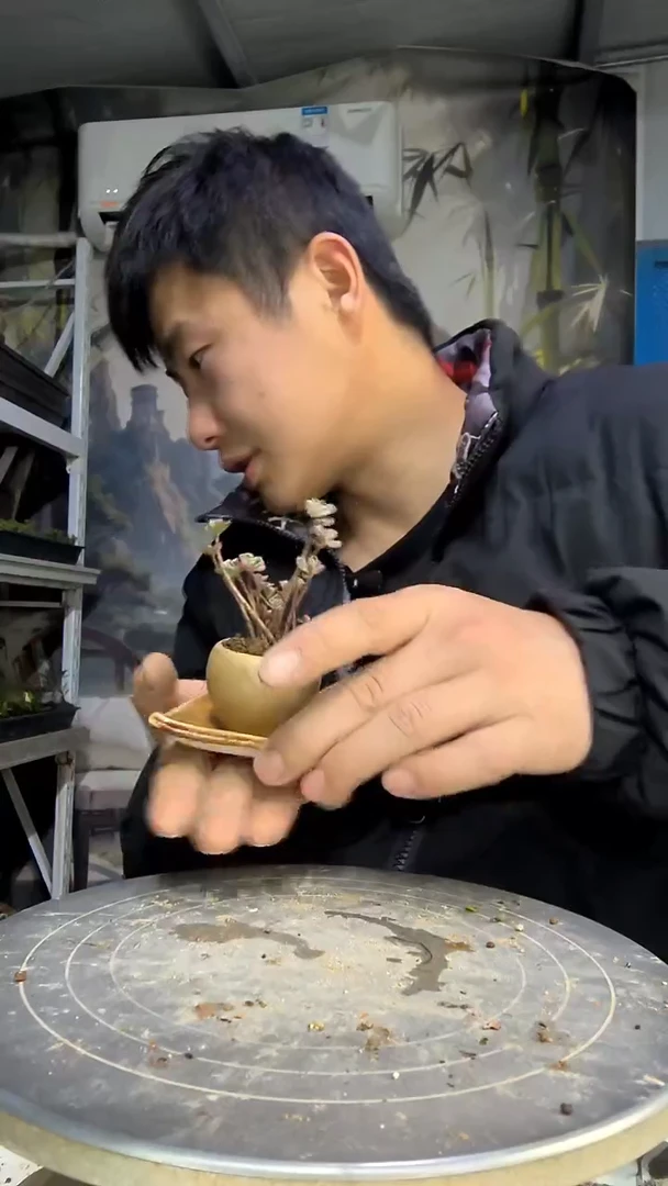 昵***置中青园艺一物一拍花116