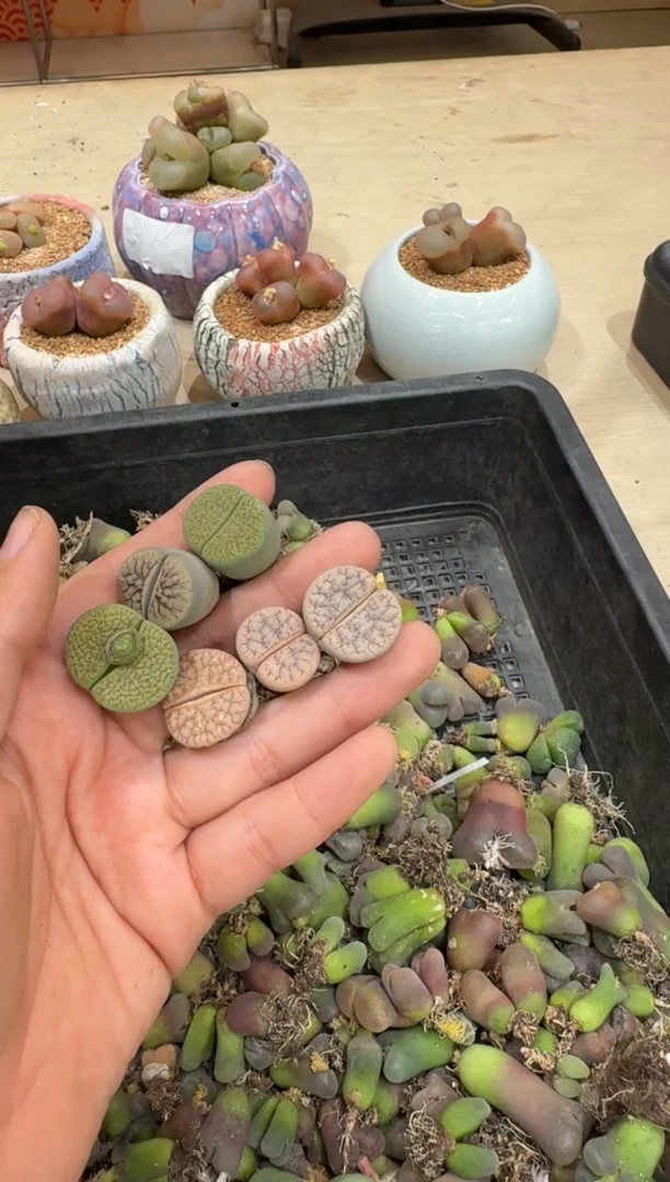 6-69多肉植物肉锥