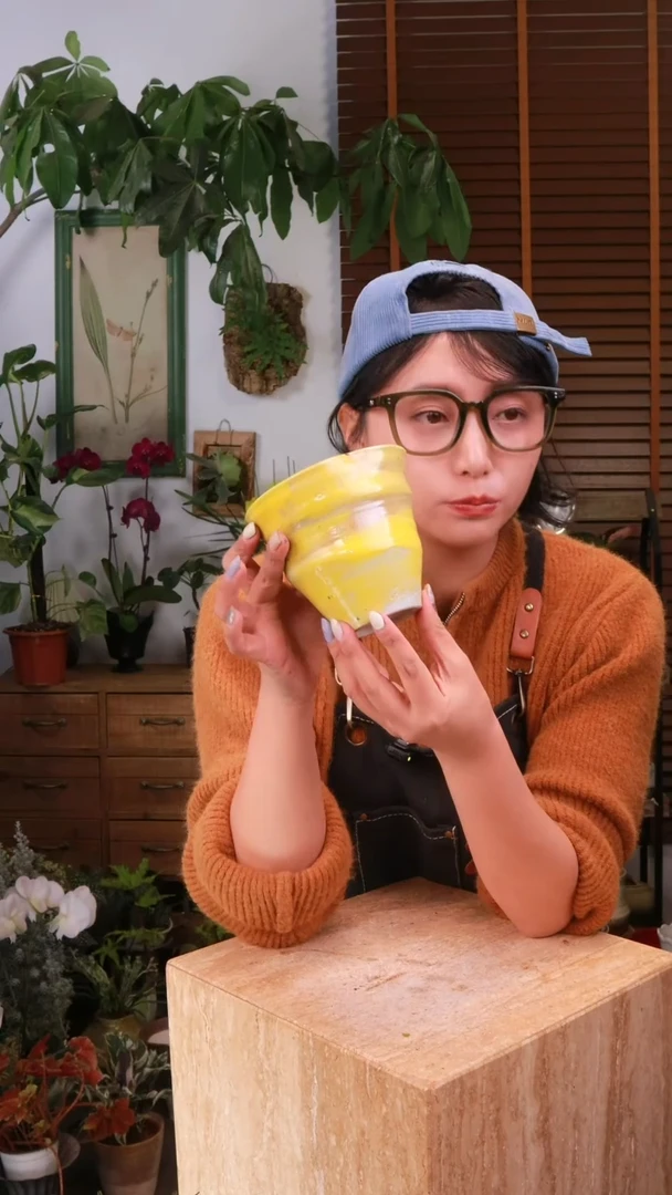 无花朵 28-90 一个盆 中通发货