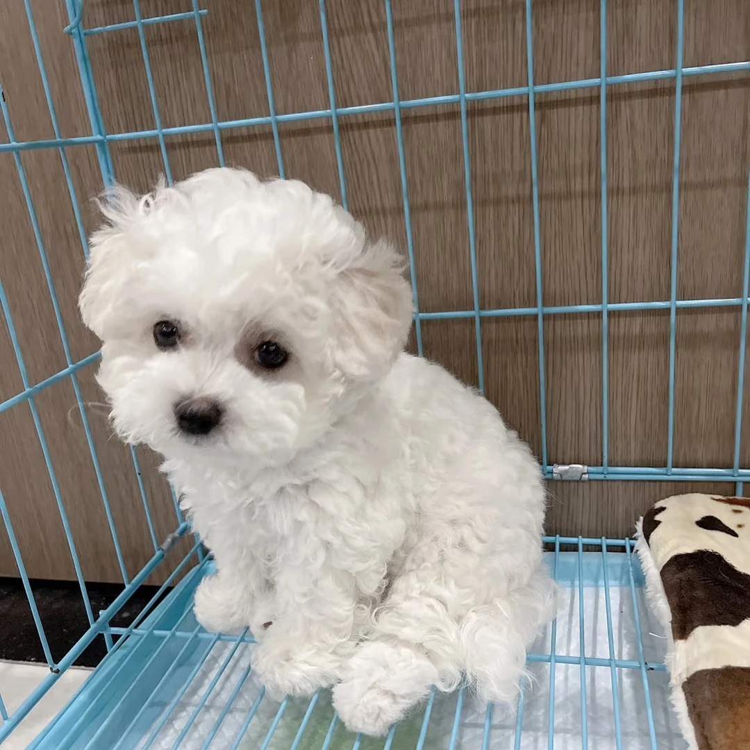 精品比熊泰迪活体小型宠物犬