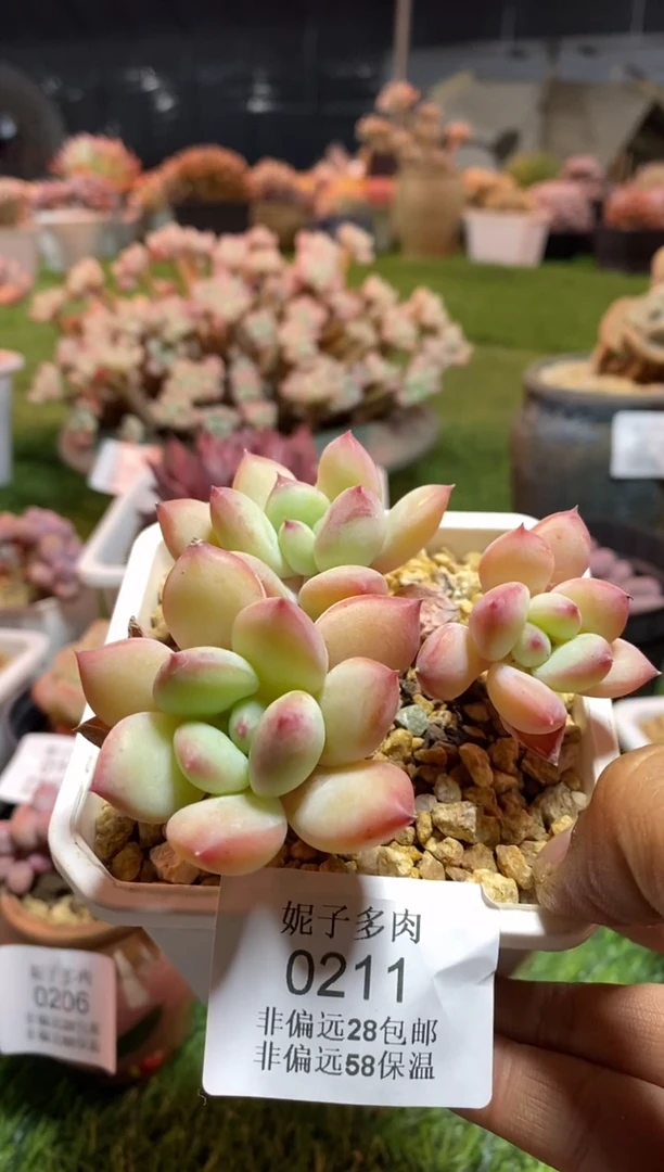 【闪购商品】0211a