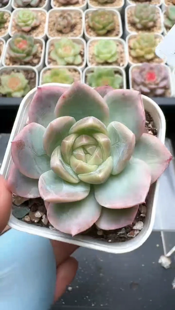 791C云禹多肉植物 带盆土纸巾打包 3颗包邮