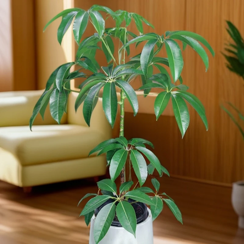 保罗大叶伞高端轻奢真绿植室内客厅大型落地装饰盆栽