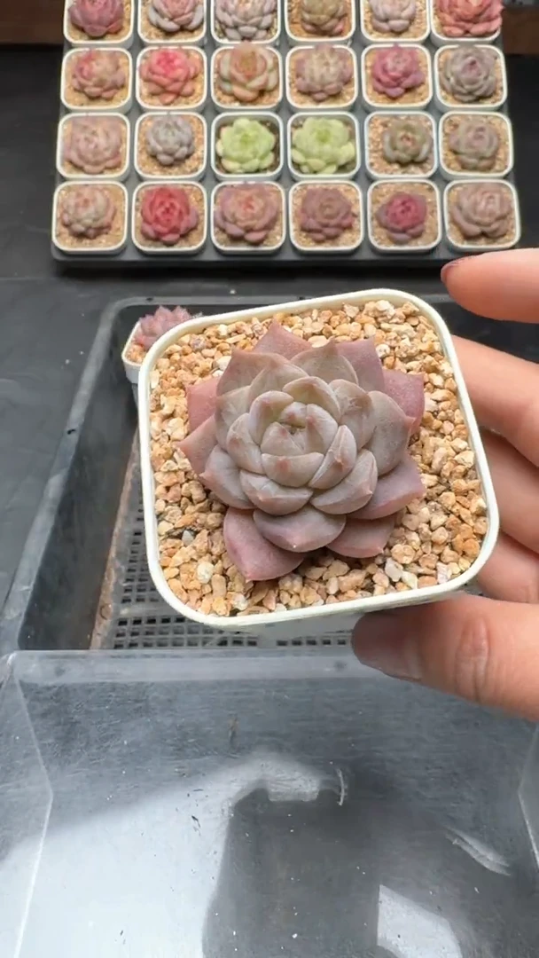 【闪购商品】702号珍妮多肉一物一拍3单包邮