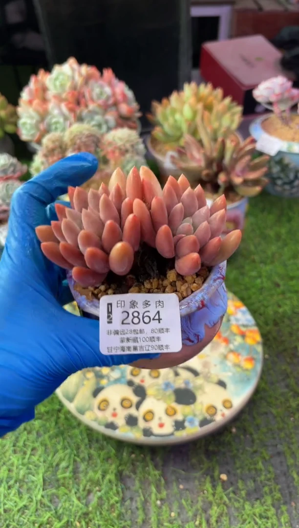 昆明印象多肉2864