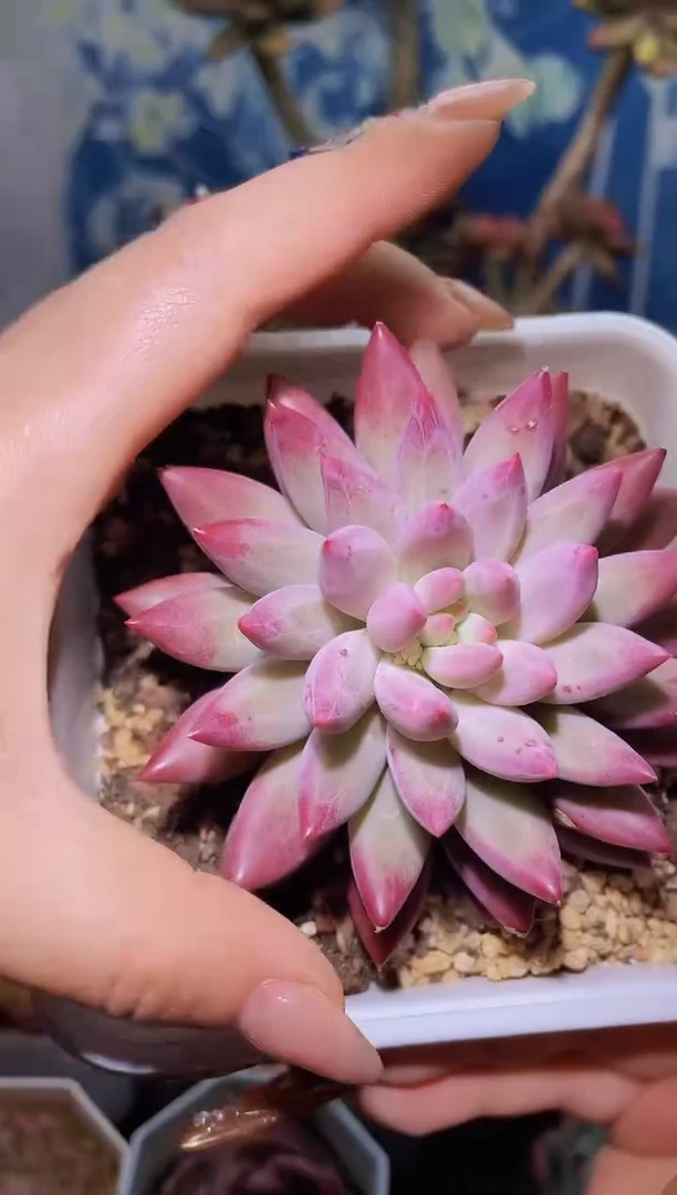 【闪购商品】461车厘子多肉