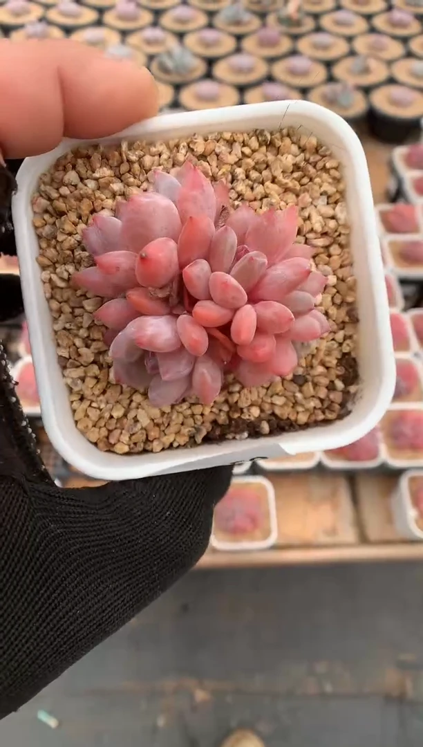 859梦露一物一拍