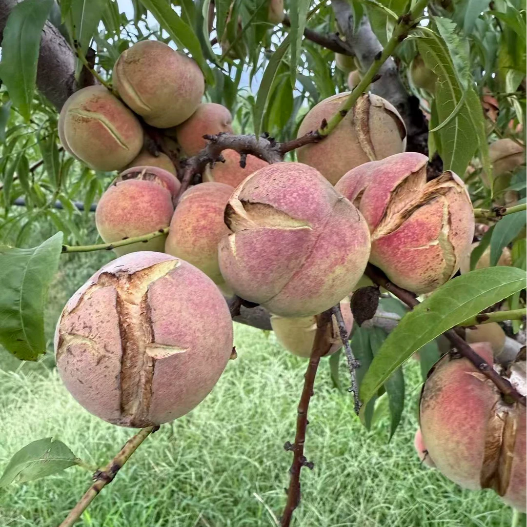 爆炸裂口桃正宗青州蜜桃脆甜离核毛桃现摘山桃水果桃子小时候味道