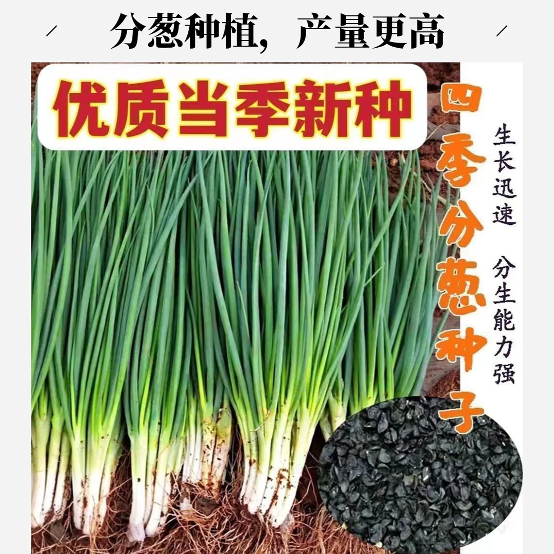 四季小香葱种子葱种籽阳台盆栽菜种籽葱种籽蔬菜小细葱
