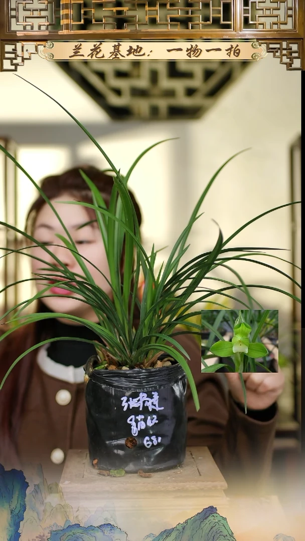 全部花苞张荷素8苗4花苞