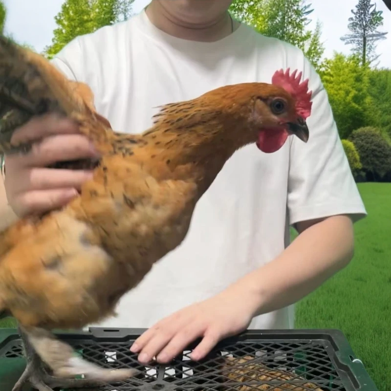 红瑶鸡活体宠物鸡发货