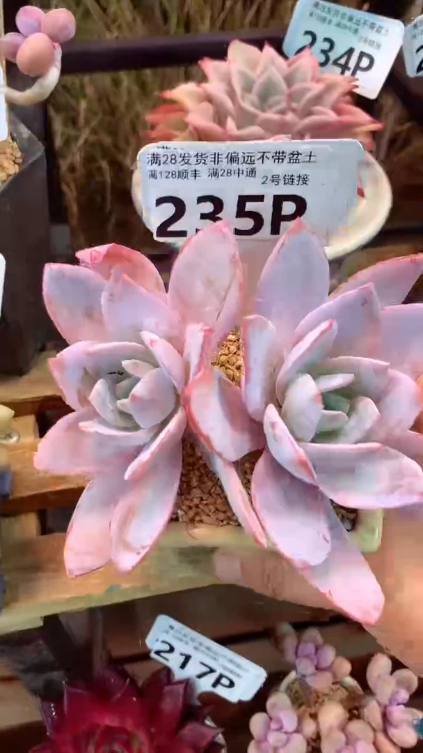 235P白莲（一物一拍实付满28发货，默认不带盆土）