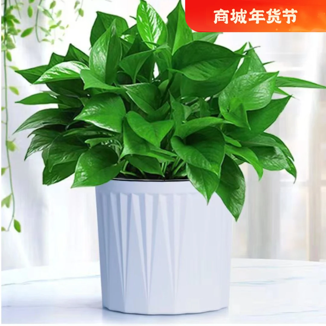 大型大盆绿萝【送花盆】桌面高端水培土盆栽花卉长藤绿萝盆栽