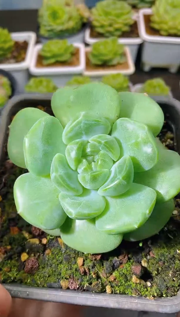119新珍妮一物一拍