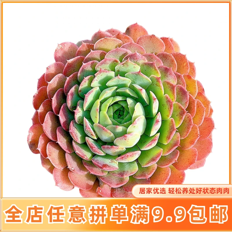 【精品朱砂痣】【满9.9包邮】星花怒放 仙人球多肉植物在栽种养护黄色