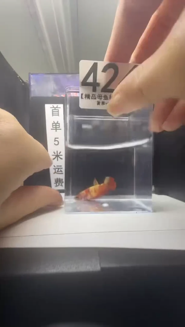 斗鱼母鱼编号：424