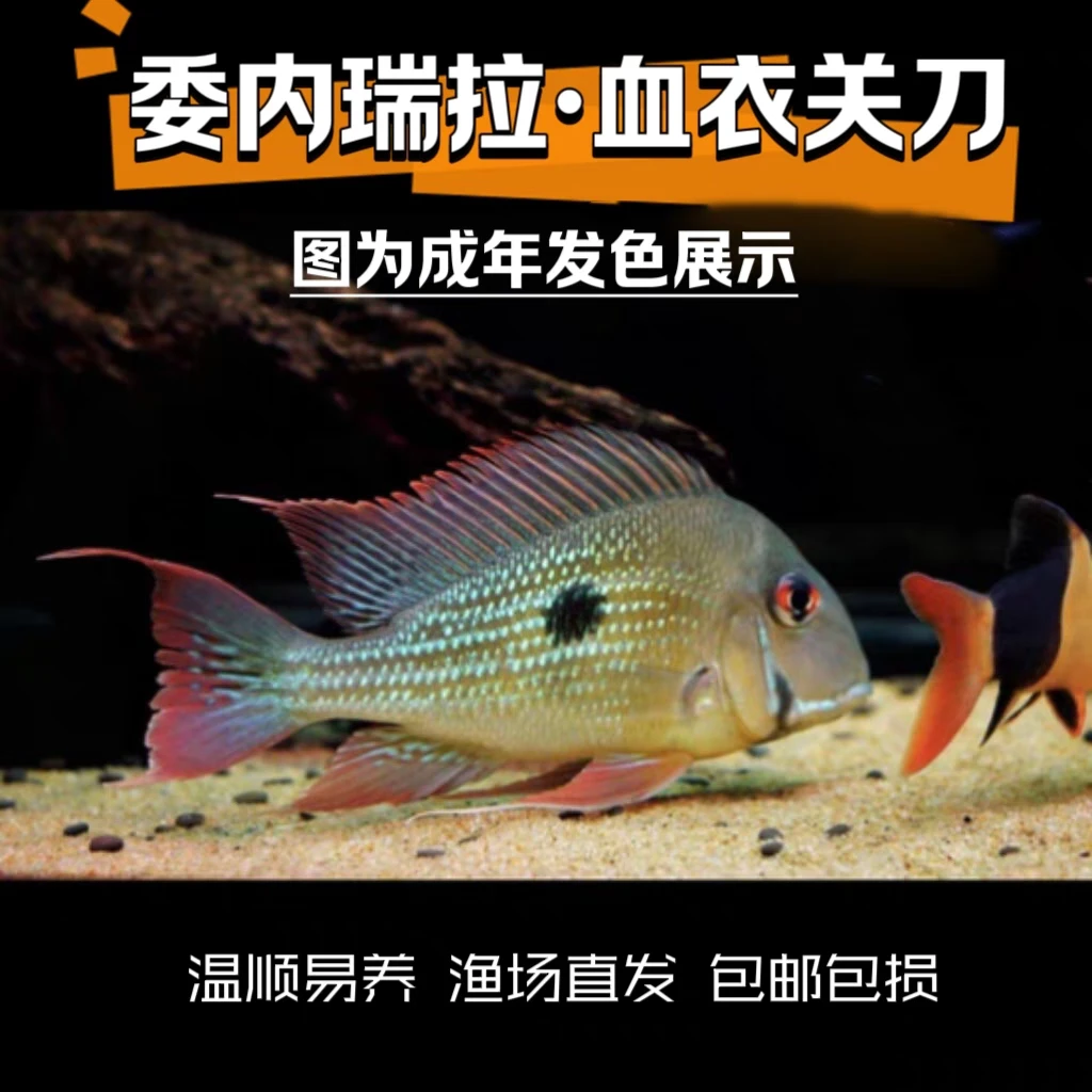 小型热带观赏鱼 食土鲷科鱼 委内瑞拉血衣关刀 不保点 清理底砂