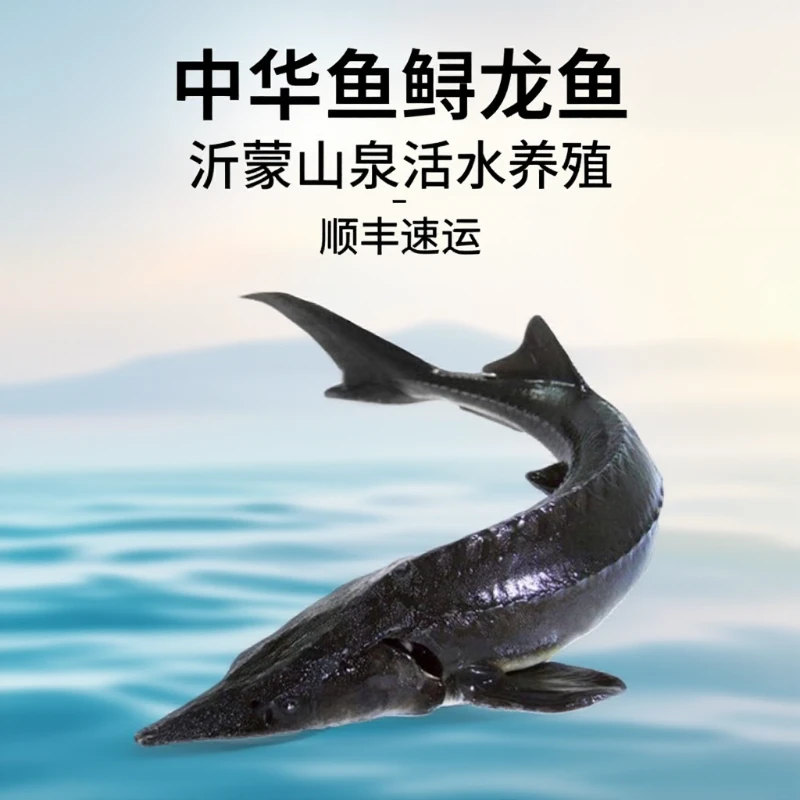 鲜活无刺鲟龙鱼脆骨软骨食用生鲜鱼活鱼现杀顺丰包邮