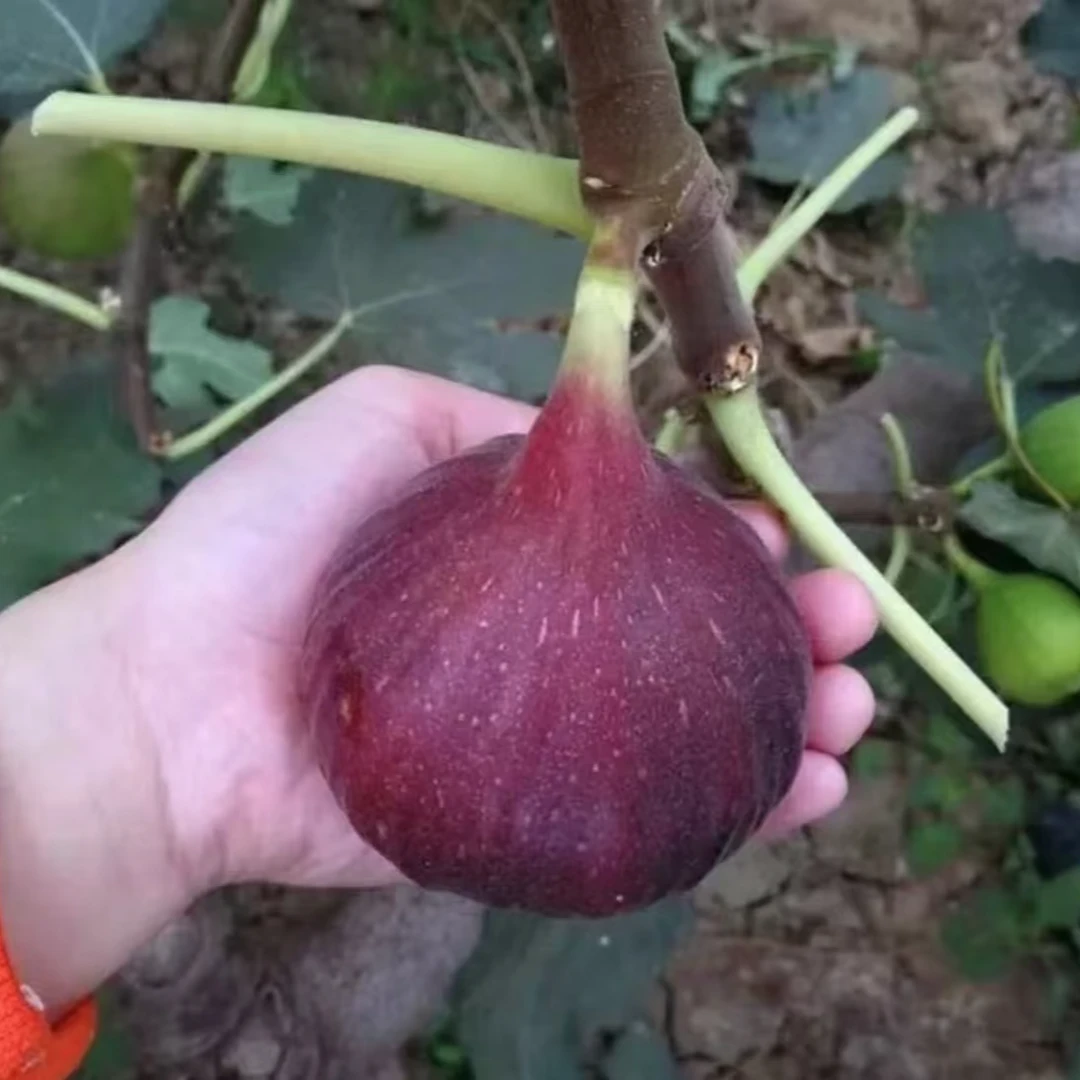 【无花果树苗 】波姬红青皮庭院植物盆栽地栽阳台四季无花果树苗