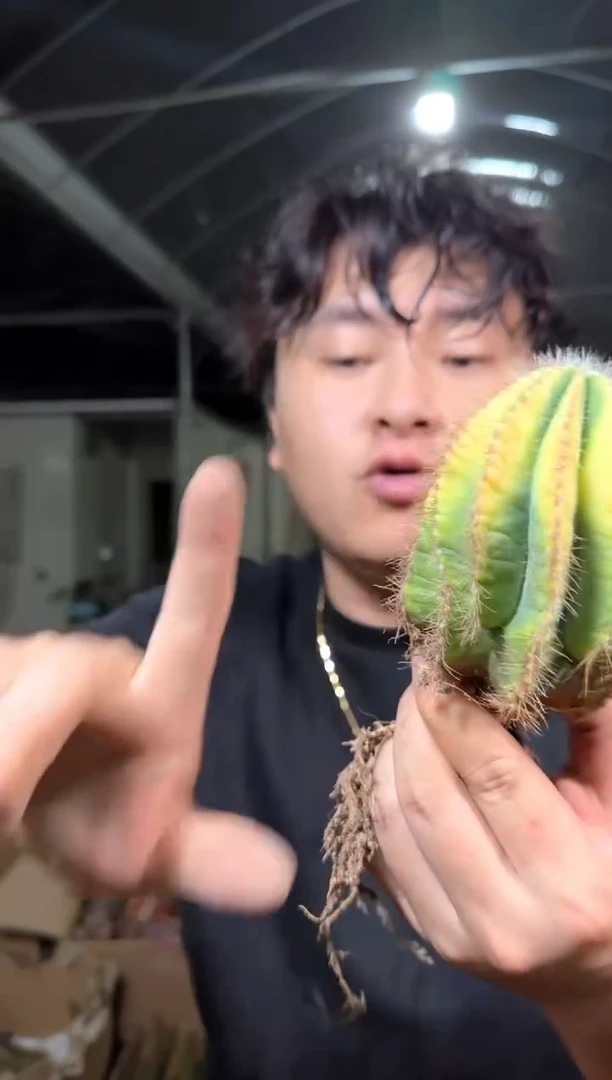 2颗 大单头 银光锦【带根】