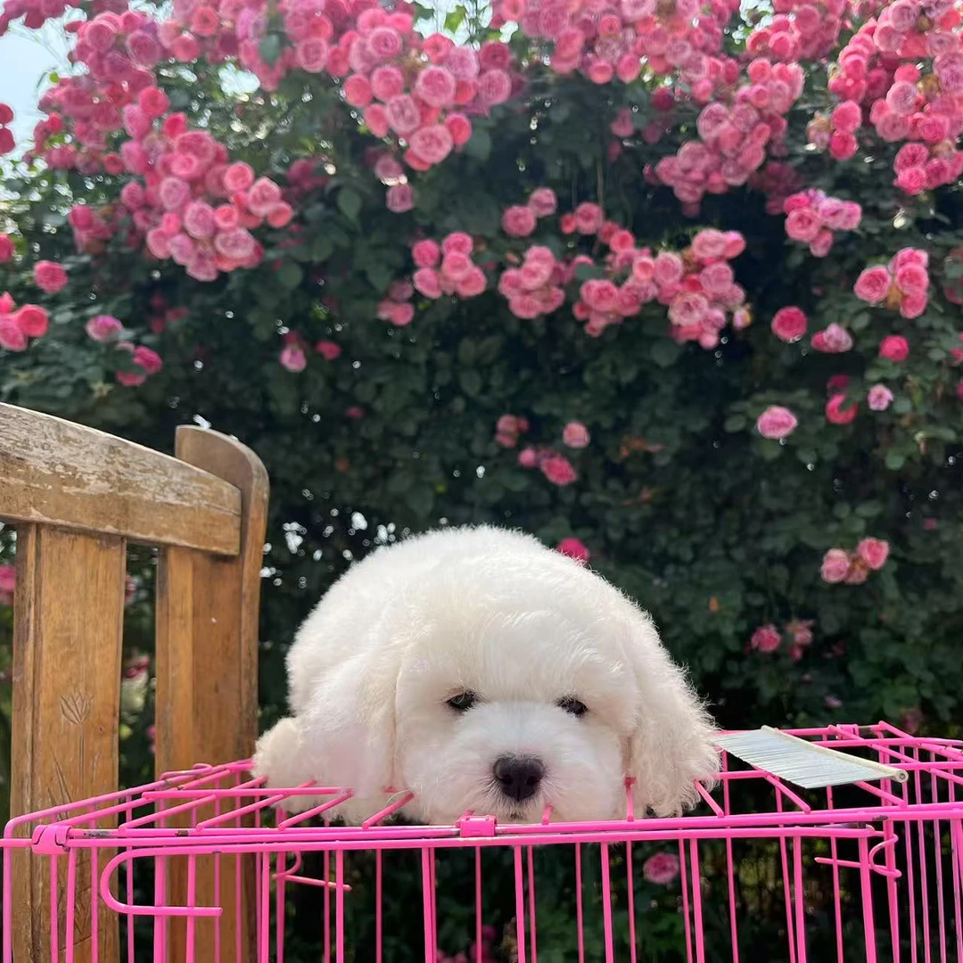 （阿薰宠迷）T 狗狗活体