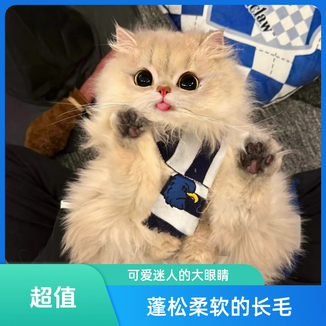 萌宠好物活体纯种蓝金渐层矮脚曼基康拿破仑英短猫咪健康包邮