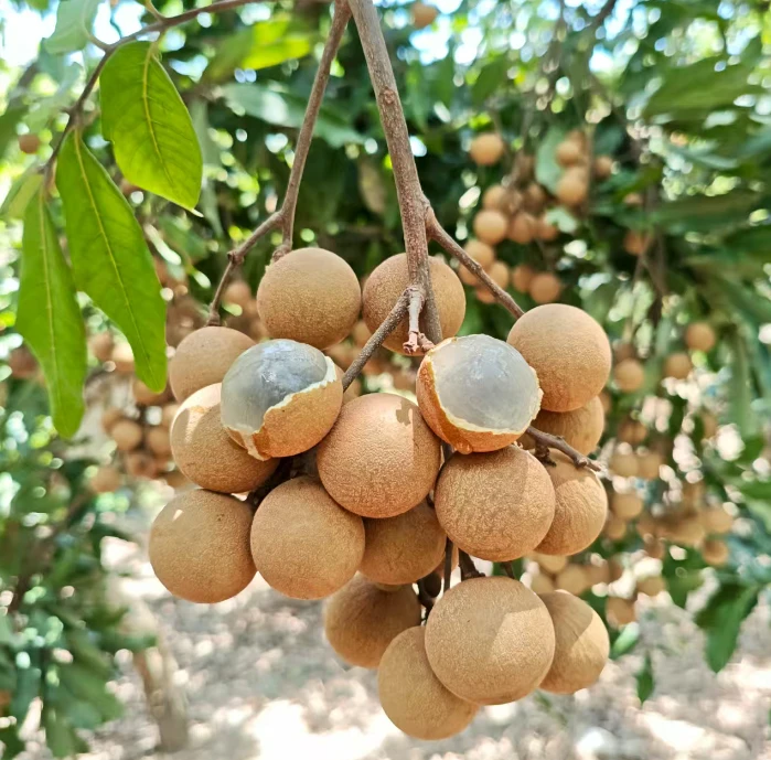 【省外顺丰包邮】福建莆田仙游特产龙眼乌龙岭品种嫩甜爆汁新鲜！