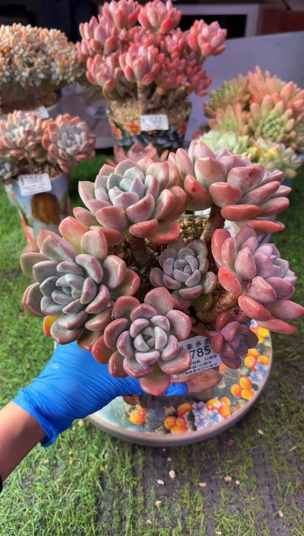 昆明印象多肉1785