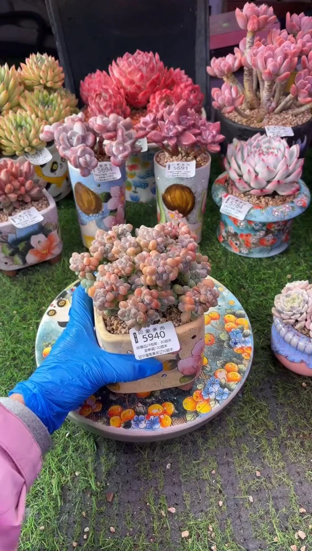 昆明印象多肉5940