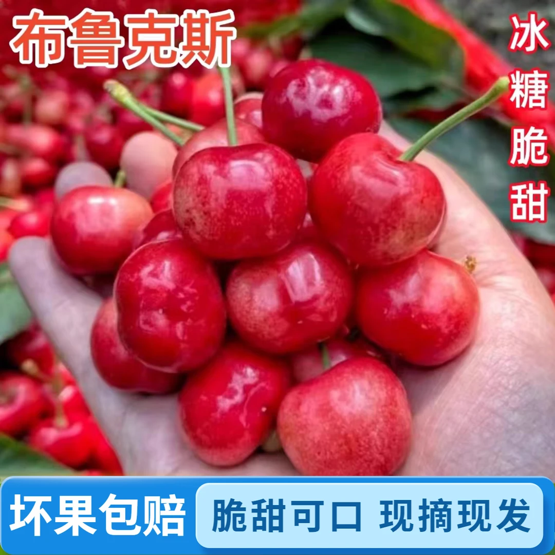 【脆甜美味】布鲁克斯大樱桃5斤 露天现摘现发新鲜水果
